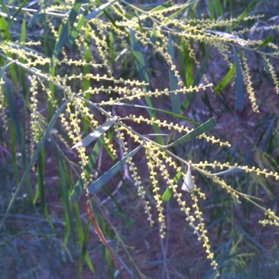 Acacia floribunda (White Sally Wattle, Gossamer Wattle) at Isaacs, ACT - 22 Sep 2017 by Mike