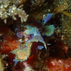 Martensia sp. (genus) (A red algae) at Batemans Marine Park - 21 Apr 2017 by RoyandJenny