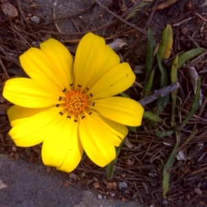 Gazania rigens at Isaacs, ACT - 22 Sep 2017