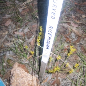 Pimelea curviflora at Hughes, ACT - 18 Nov 2014 12:00 AM