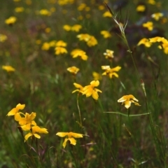 Goodenia pinnatifida (Scrambled Eggs) at Tuggeranong Hill - 15 Nov 2000 by michaelb