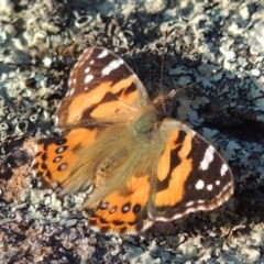 Vanessa kershawi (Australian Painted Lady) at Molonglo River Reserve - 17 Sep 2017 by michaelb