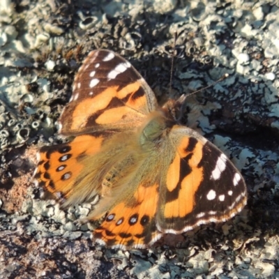 Vanessa kershawi (Australian Painted Lady) at Molonglo River Reserve - 17 Sep 2017 by michaelb