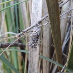 Psychidae (family) IMMATURE at Molonglo River Reserve - 17 Sep 2017