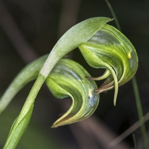 Pterostylis nutans at Point 29 - suppressed