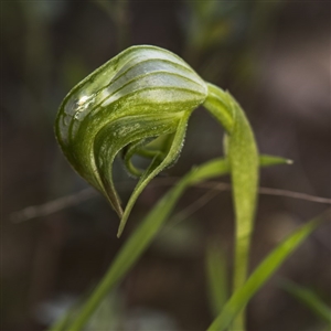 Pterostylis nutans at Point 29 - suppressed