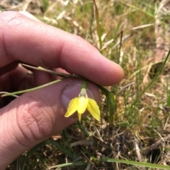 Diuris chryseopsis (Golden Moth) at Hall Cemetery - 23 Sep 2017 by AaronClausen