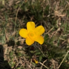 Ranunculus lappaceus (Australian Buttercup) at Hall Cemetery - 23 Sep 2017 by AaronClausen