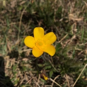 Ranunculus lappaceus at Hall, ACT - 23 Sep 2017