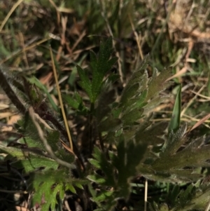 Ranunculus lappaceus at Hall, ACT - 23 Sep 2017