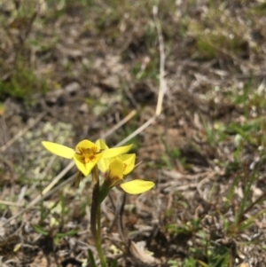 Diuris chryseopsis at Sutton, NSW - 23 Sep 2017