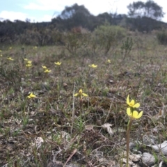 Diuris chryseopsis (Golden Moth) at Mulligans Flat - 23 Sep 2017 by TobiasHayashi