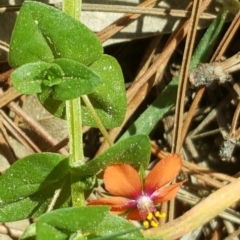 Lysimachia arvensis (Scarlet Pimpernel) at Isaacs, ACT - 23 Sep 2017 by Mike