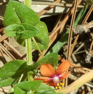 Lysimachia arvensis at Isaacs, ACT - 23 Sep 2017