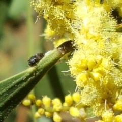 Acacia longifolia subsp. longifolia (Sydney Golden Wattle) at Isaacs, ACT - 23 Sep 2017 by Mike