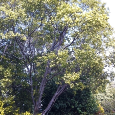 Acacia floribunda (White Sally Wattle, Gossamer Wattle) at Hughes, ACT - 22 Sep 2017 by ruthkerruish