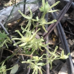 Clematis leptophylla (Small-leaf Clematis, Old Man's Beard) at Chifley, ACT - 23 Sep 2017 by George