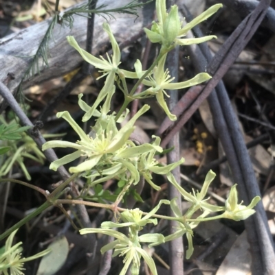 Clematis leptophylla (Small-leaf Clematis, Old Man's Beard) at Chifley, ACT - 23 Sep 2017 by George