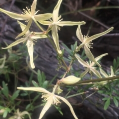 Clematis leptophylla at Chifley, ACT - 23 Sep 2017