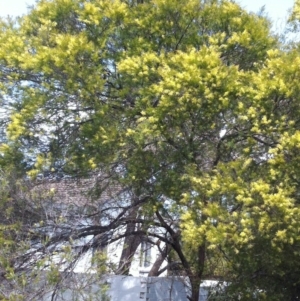 Acacia floribunda at Hughes, ACT - 23 Sep 2017