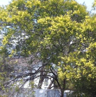 Acacia floribunda (White Sally Wattle, Gossamer Wattle) at Hughes, ACT - 23 Sep 2017 by ruthkerruish