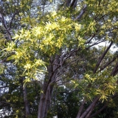 Acacia floribunda at Hughes, ACT - 23 Sep 2017