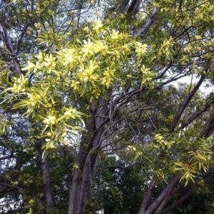 Acacia floribunda at Hughes, ACT - 23 Sep 2017