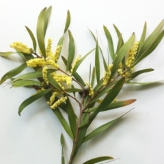 Acacia floribunda at Hughes, ACT - 23 Sep 2017