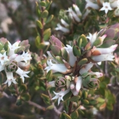 Brachyloma daphnoides (Daphne Heath) at Pearce, ACT - 23 Sep 2017 by George