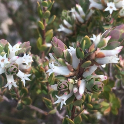 Brachyloma daphnoides (Daphne Heath) at Mount Taylor - 23 Sep 2017 by George