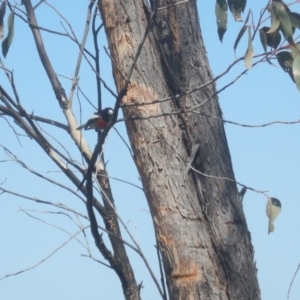 Petroica boodang at Stromlo, ACT - 23 Sep 2017