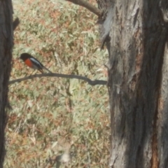 Petroica boodang at Stromlo, ACT - 23 Sep 2017