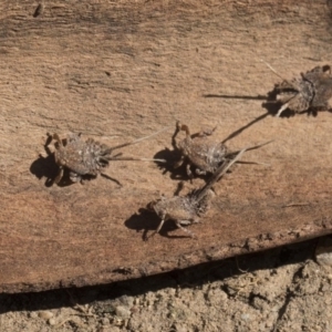 Platybrachys sp. (genus) at Higgins, ACT - 23 Sep 2017