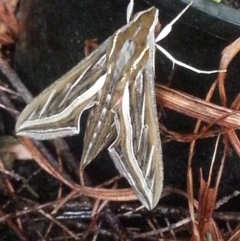 Hippotion celerio (Vine Hawk Moth) at Watson, ACT - 10 Mar 2017 by MAX