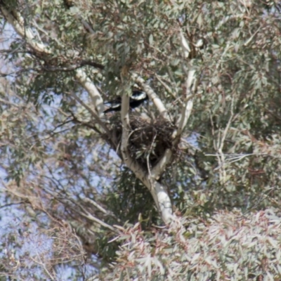 Gymnorhina tibicen (Australian Magpie) at The Pinnacle - 23 Sep 2017 by AlisonMilton