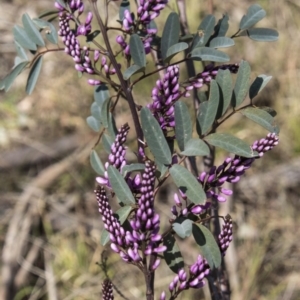 Indigofera australis subsp. australis at Dunlop, ACT - 23 Sep 2017