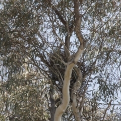 Gymnorhina tibicen (Australian Magpie) at Hawker, ACT - 23 Sep 2017 by AlisonMilton