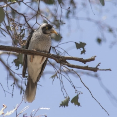 Manorina melanocephala (Noisy Miner) at Hawker, ACT - 23 Sep 2017 by Alison Milton