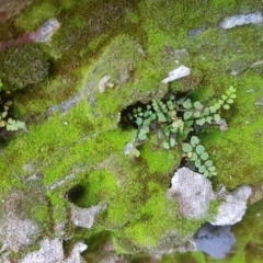 Asplenium trichomanes (Common Spleenwort) at Karabar, NSW - 23 Sep 2017 by Speedsta