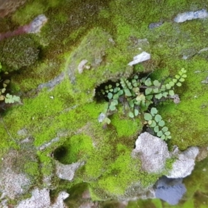 Asplenium trichomanes at Karabar, NSW - 23 Sep 2017