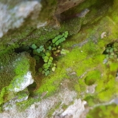 Asplenium trichomanes at Karabar, NSW - 23 Sep 2017