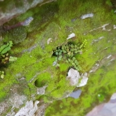 Asplenium trichomanes at Karabar, NSW - suppressed