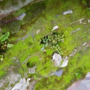 Asplenium trichomanes at Karabar, NSW - 23 Sep 2017