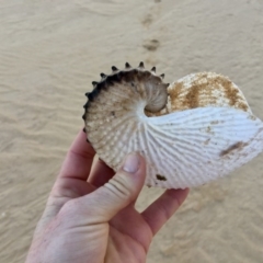 Argonauta nodosus (Paper nautilus) at Wallagoot, NSW - 30 Aug 2017 by ncha385