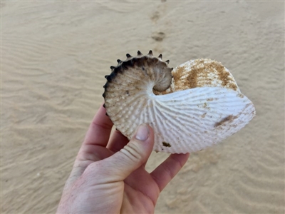 Argonauta nodosus (Paper nautilus) at Wallagoot, NSW - 31 Aug 2017 by ncha385