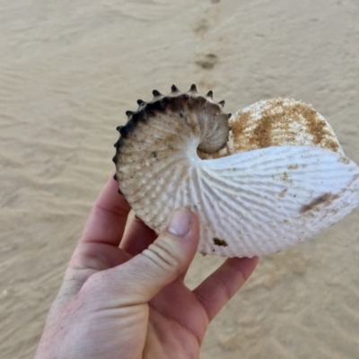 Argonauta nodosus (Paper nautilus) at Wallagoot, NSW - 30 Aug 2017 by ncha385