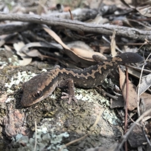 Diplodactylus vittatus at Goorooyarroo NR (ACT) - 24 Sep 2017