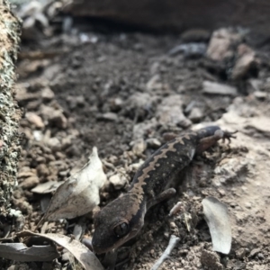 Diplodactylus vittatus at Goorooyarroo NR (ACT) - 24 Sep 2017