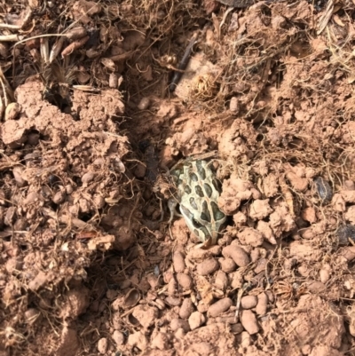 Limnodynastes tasmaniensis (Spotted Grass Frog) at Goorooyarroo NR (ACT) - 24 Sep 2017 by JasonC