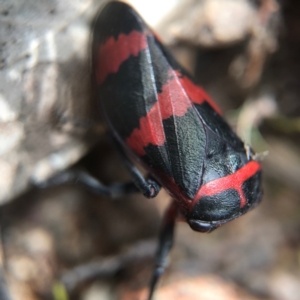 Eurymelops rubrovittata at Watson, ACT - 24 Sep 2017 11:11 AM